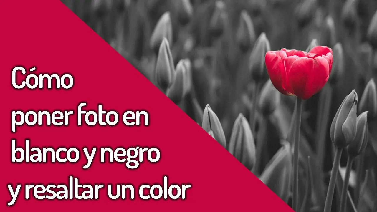 Сomo poner una foto en blanco y negro y resaltar un color - tutorial