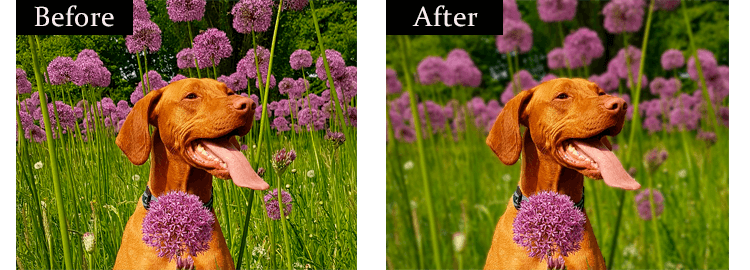 How to blur the background of a photo: before-after