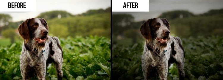 How to darken a photo: before-after