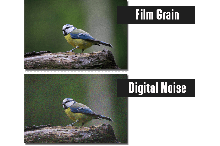 The difference between digital noise and film grain