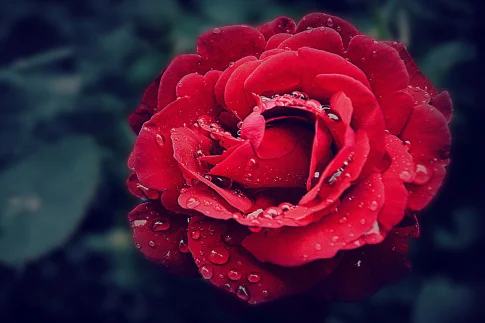 Photo of a flower with bokeh