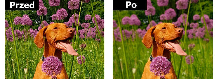 Jak rozmyć tło zdjęcia: przed i po